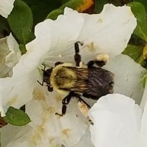 Meet your Posher, Lois